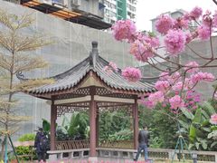 -沙湾姜埋奶(兴新包店)