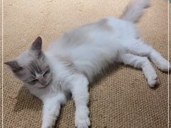 -more than meow吴止猫主题餐厅(承德 中船汇店)