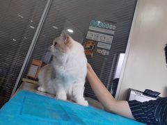 -芭比堂宠物医院·全科爱猫医院·仁德分院