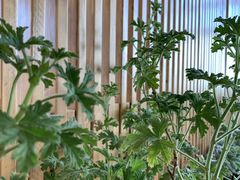 -四姑娘山阿巴郎·藏式花园餐厅