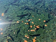 -玉水寨丽江源餐厅