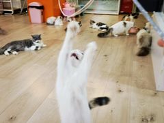 -Bastet sally猫舍购宠(静安店)