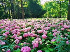 -上海滨江森林公园