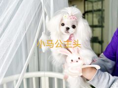 -鑫艺宠物美容培训学校