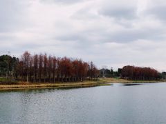 -三垟湿地