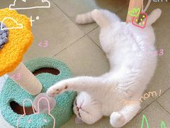 -lincat·猫舍(广州店)