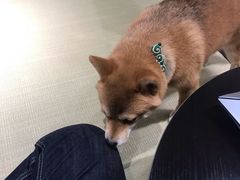 -逗柴咖啡屋·狗咖猫咖宠物桌游