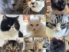 -猫小院猫主题餐厅(南锣旗舰店)