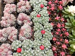 -大自然花鸟鱼虫市场