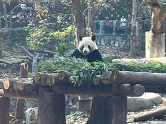 -都江堰中华大熊猫苑