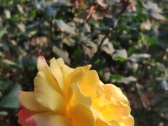 -人民公园(罗湖区)