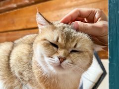 -猫小院猫主题餐厅(南锣旗舰店)
