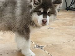 -Let's go狗咖·猫咖·奶狗·桌游(春熙路IFS店)