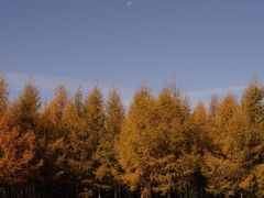 -塞罕坝国家级自然保护区