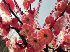 梅花-静安雕塑公园