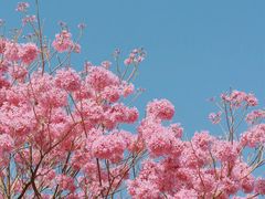 -深圳人才公园
