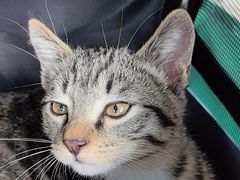 -博特宠物医院24h犬猫全科.骨科·异宠