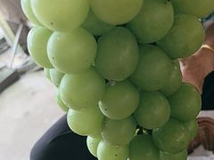 -马陆小张葡萄园农家乐