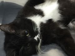 -汪喵宠物医院·骨科心脏影像·犬猫急重症ICU诊疗中心(成华分院)