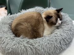 -安格丽娜·狗咖·猫咖羊驼咖(春熙路百盛商场店)