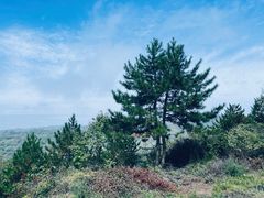-五龙城郊森林公园