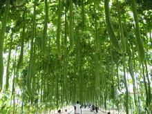 -北戴河集发农业梦想王国