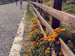 -田园东方蜜桃村的田野营地