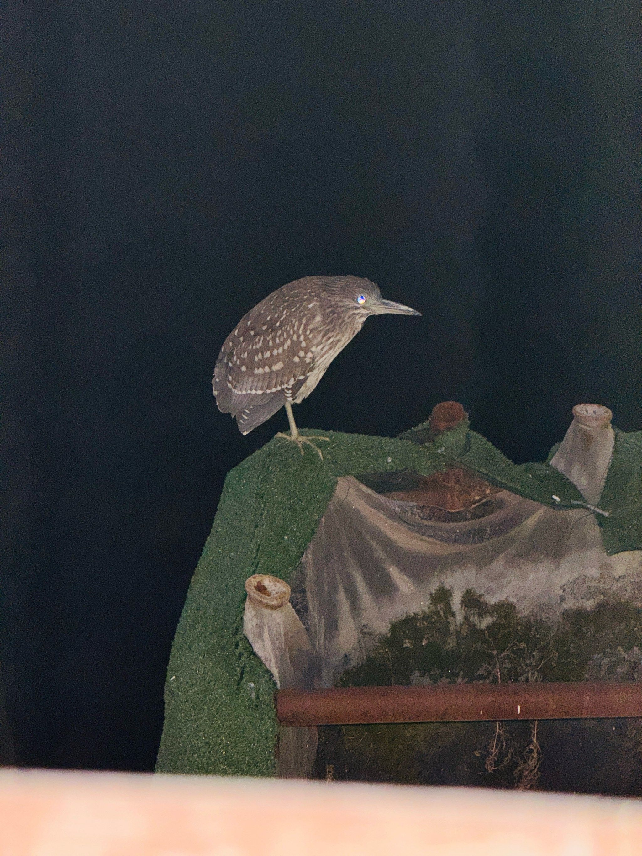 咦,有只鸟在睡觉