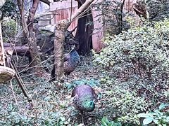 景点-成都大熊猫繁育研究基地