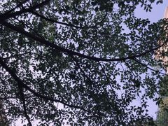 -裕丰西湖干菜饼