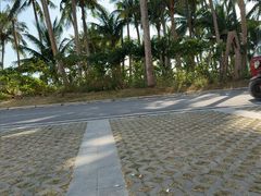 -东郊椰林