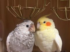 -瑞派·关忠动物医院·异宠专科·犬猫肿瘤·皮肤专科(望京店)