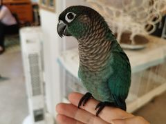 -吉丁鸟咖·异宠·寄养