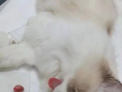 -邢大夫动物医院