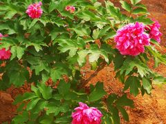 -北京西山国家森林公园