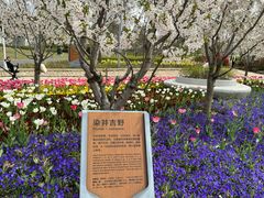 -苏州上方山国家森林公园