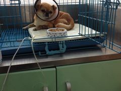 -菲丽丝宠物医院·24小时·猫科中心·免疫点(淮海分院)