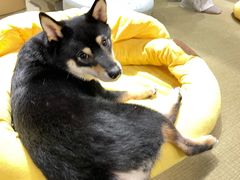 -逗柴咖啡屋·狗咖猫咖宠物桌游