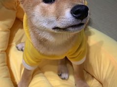 -逗柴咖啡屋·狗咖猫咖宠物桌游