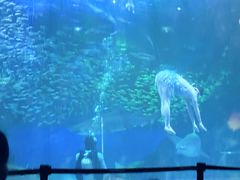 -海合安成都极地海洋公园