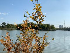 -昆山城市生态森林公园