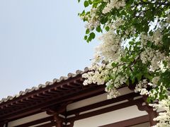 -西安青龙寺遗址景区