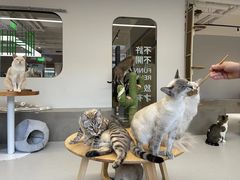 -Cappucimeow猫咪咖啡馆(韦伯时代店)