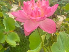 -莲花池公园