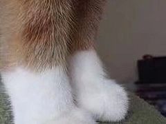 -小象猛犸(炫地购物中心店)