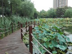 -陈家山荷花公园