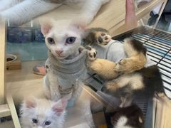 -袖虎·猫馆(体育西路店)