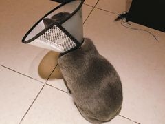 -纳吉亚猫专科动物诊疗中心(蒋宅口分院)