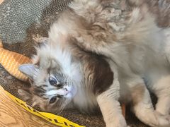 -白兔子密室(长寿路店)