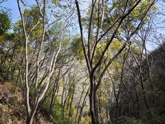 -大岭沟猕猴桃谷风景区